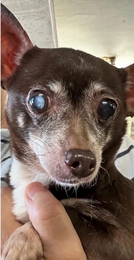 Mimi, a Adoptable Chihuahua in Landenberg, PA image 3/4