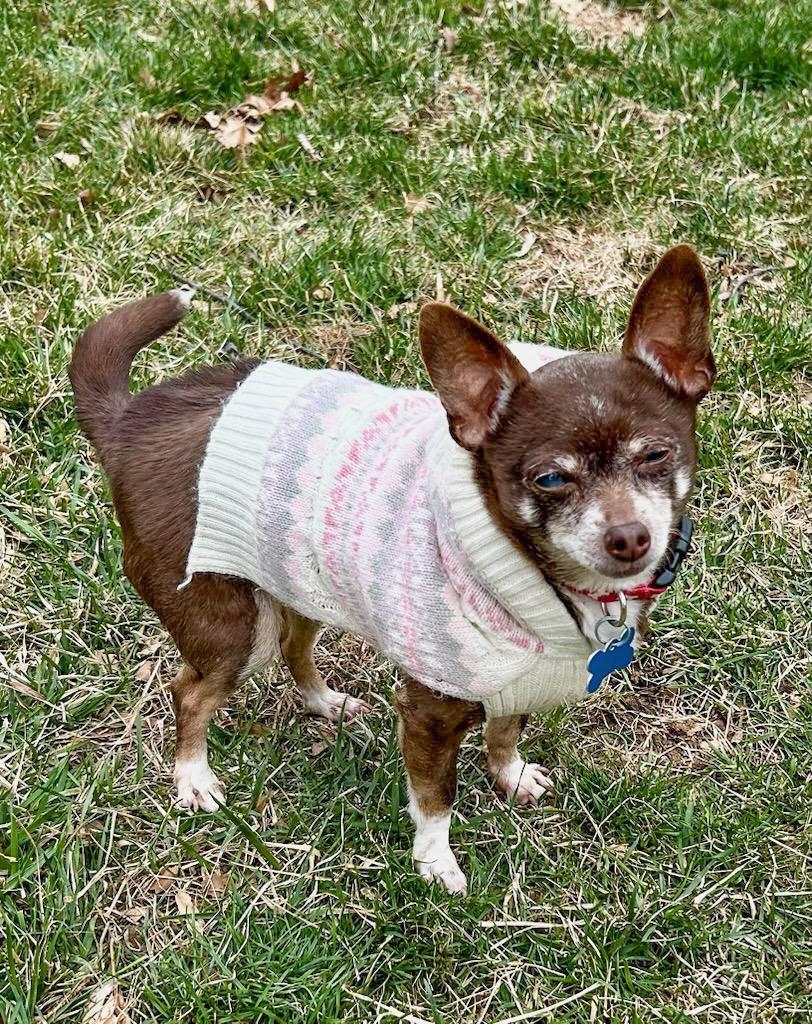 Enlarge Mimi, a Adoptable Chihuahua in Landenberg, PA image 2/6