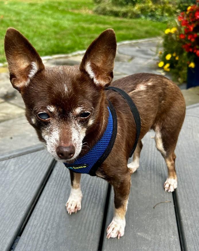 Mimi, Adoptable, Senior Female Chihuahua.