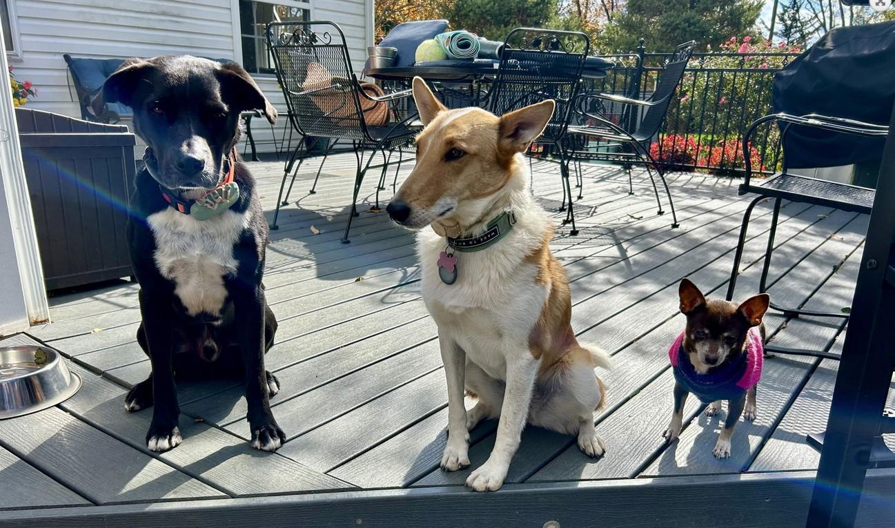 Mimi, a Adoptable Chihuahua in Landenberg, PA image 4/4