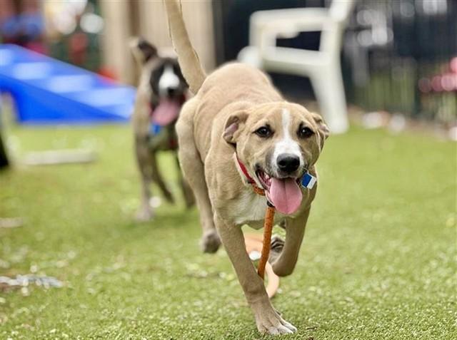 OLIVER, Adoptable, Puppy Male Terrier.