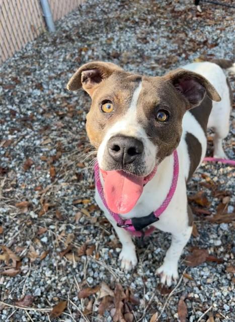 Enlarge HOLLYWOOD, a Adoptable mixed breed in Lincolnton, NC image 1/1