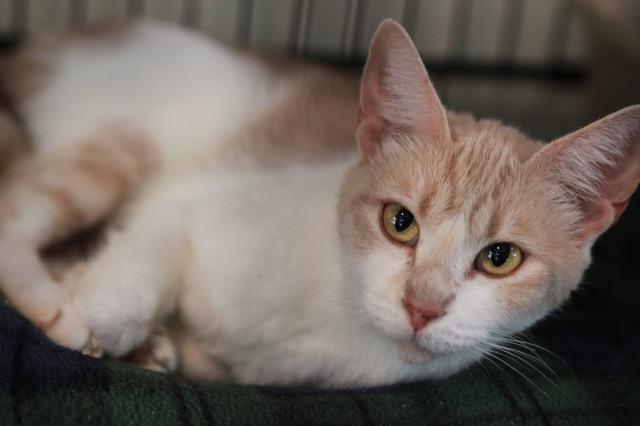 Beatrice (Sponsored!), Adoptable, Senior Female Domestic Short Hair.