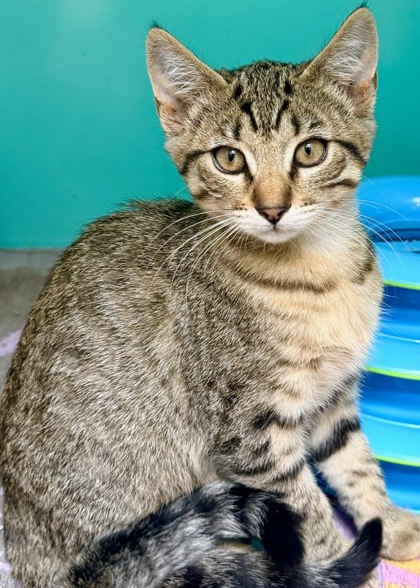 Nordy, Adoptable, Kitten Female Domestic Short Hair.