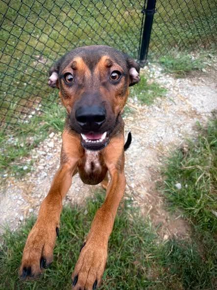 Enlarge Crowley, a Adoptable mixed breed in Greensburg, IN image 1/1