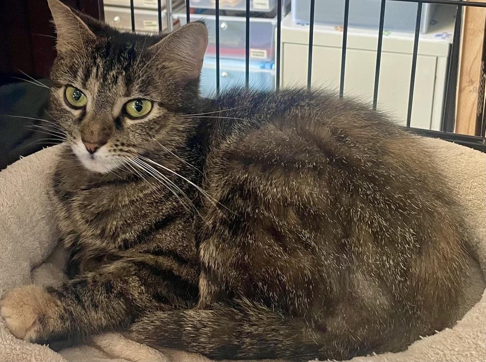 KILUA, Adoptable, Adult Female Domestic Medium Hair.