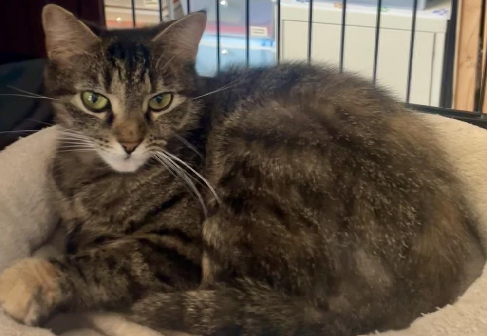 Enlarge KILUA, a Adoptable mixed breed in Southbury, CT image 2/3