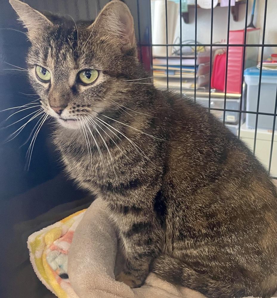 Enlarge KILUA, a Adoptable mixed breed in Southbury, CT image 3/3