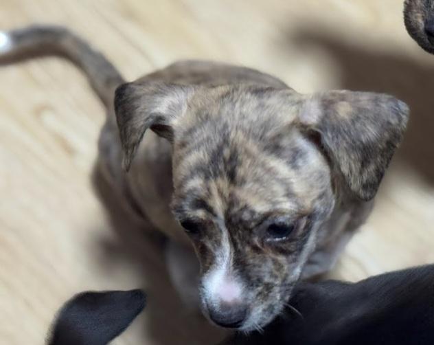 Chai, Adopted, Young Female Chihuahua.