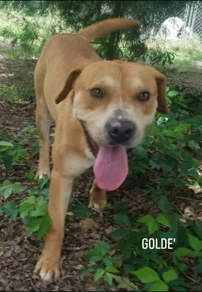 Enlarge Gold D, a Adoptable Labrador Retriever in El Dorado, AR image 1/2