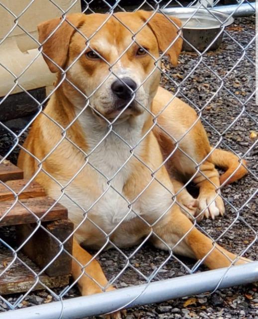 Enlarge Gold D, a Adoptable Labrador Retriever in El Dorado, AR image 2/2
