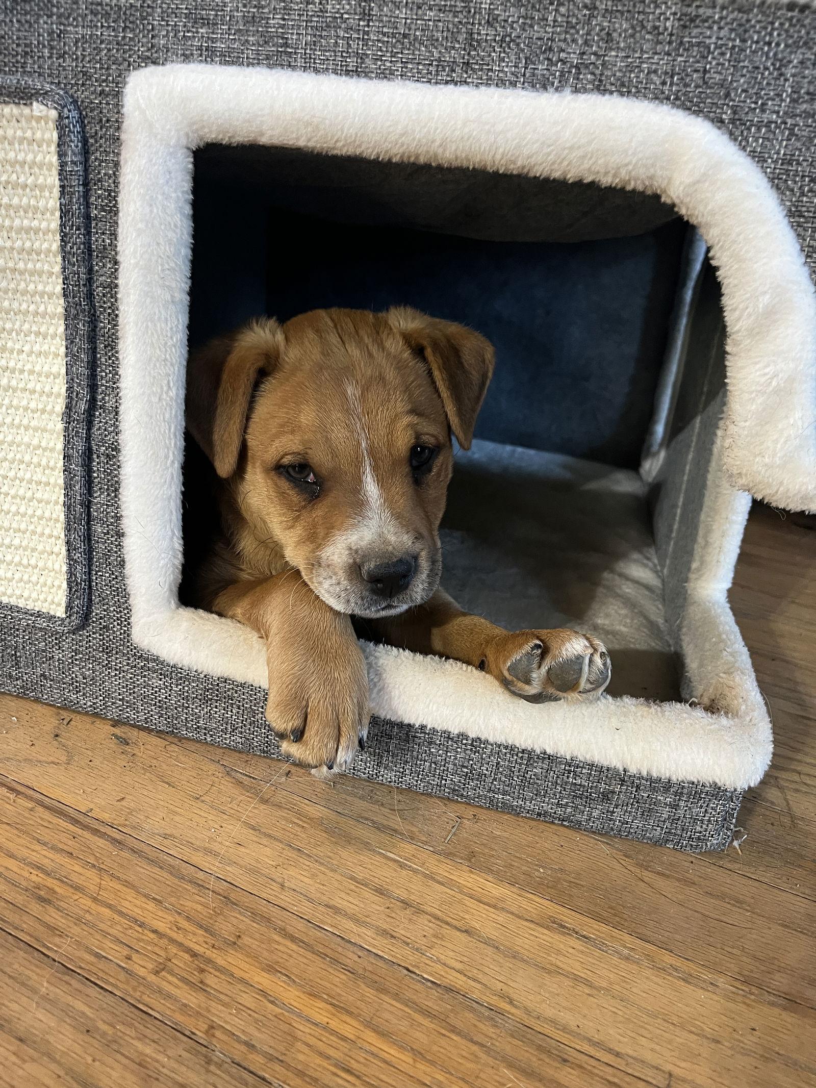 Sampson, Adoptable, Puppy Male Terrier & Pit Bull Terrier.