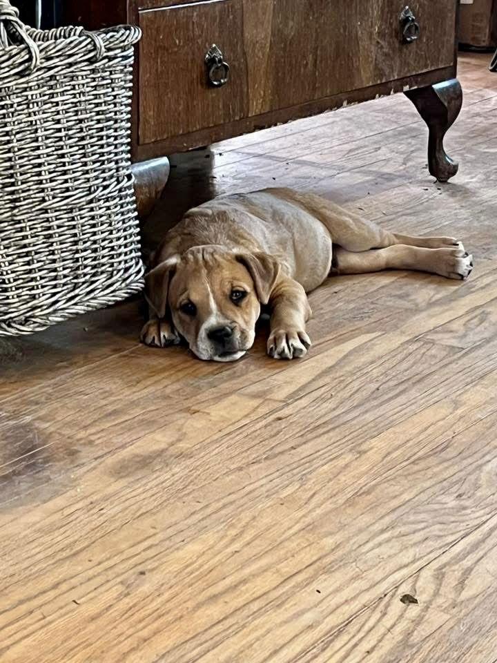 Enlarge Sampson, a Adoptable mixed breed in Barnhart, MO image 2/3