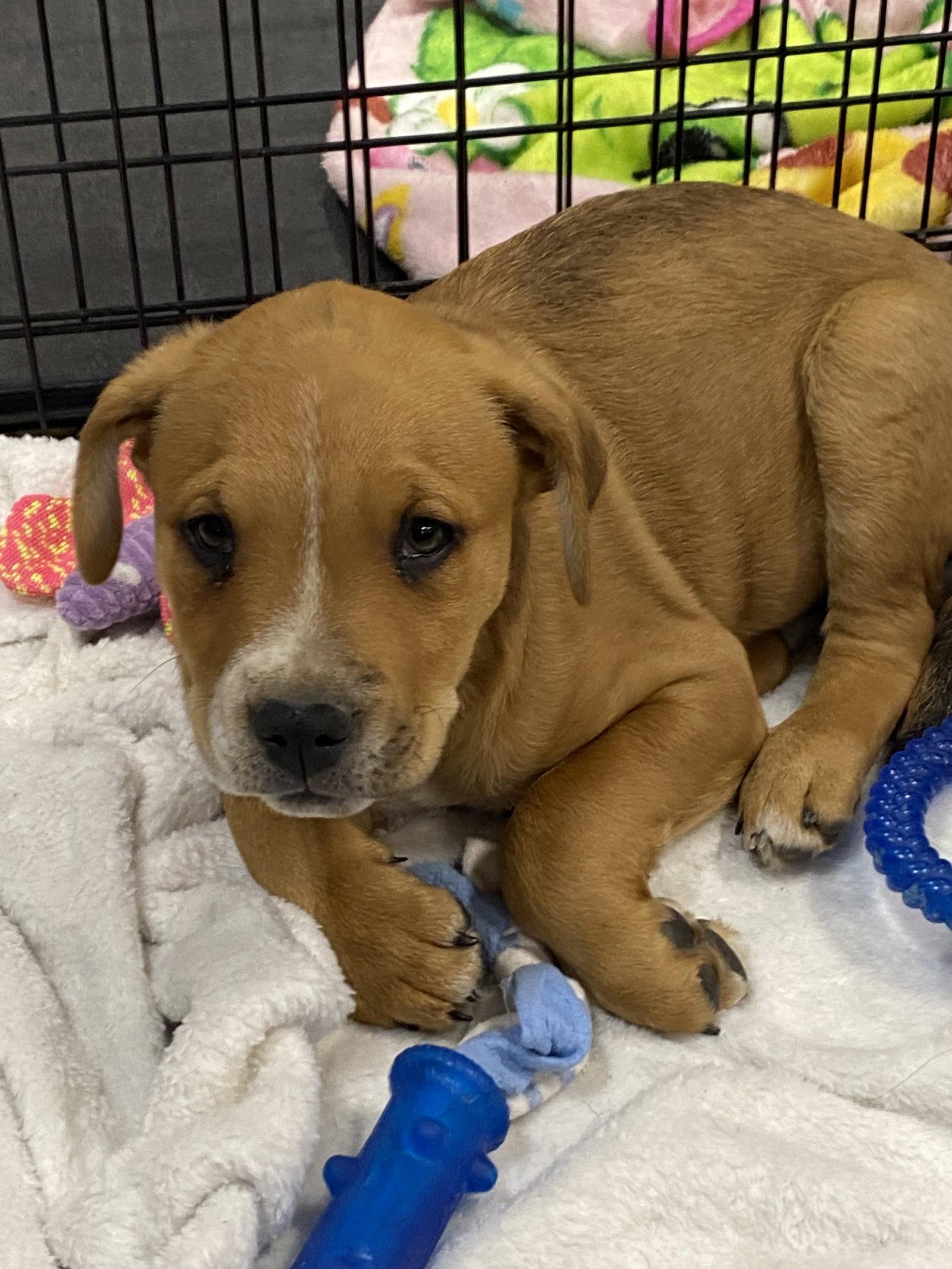 Enlarge Sampson, a Adoptable mixed breed in Barnhart, MO image 3/3