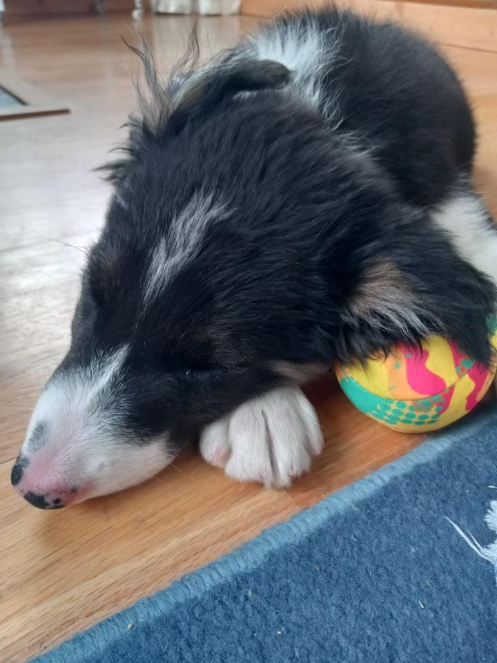 Posse, an adoptable Border Collie in Pinedale, WY, 82941 | Photo Image 4