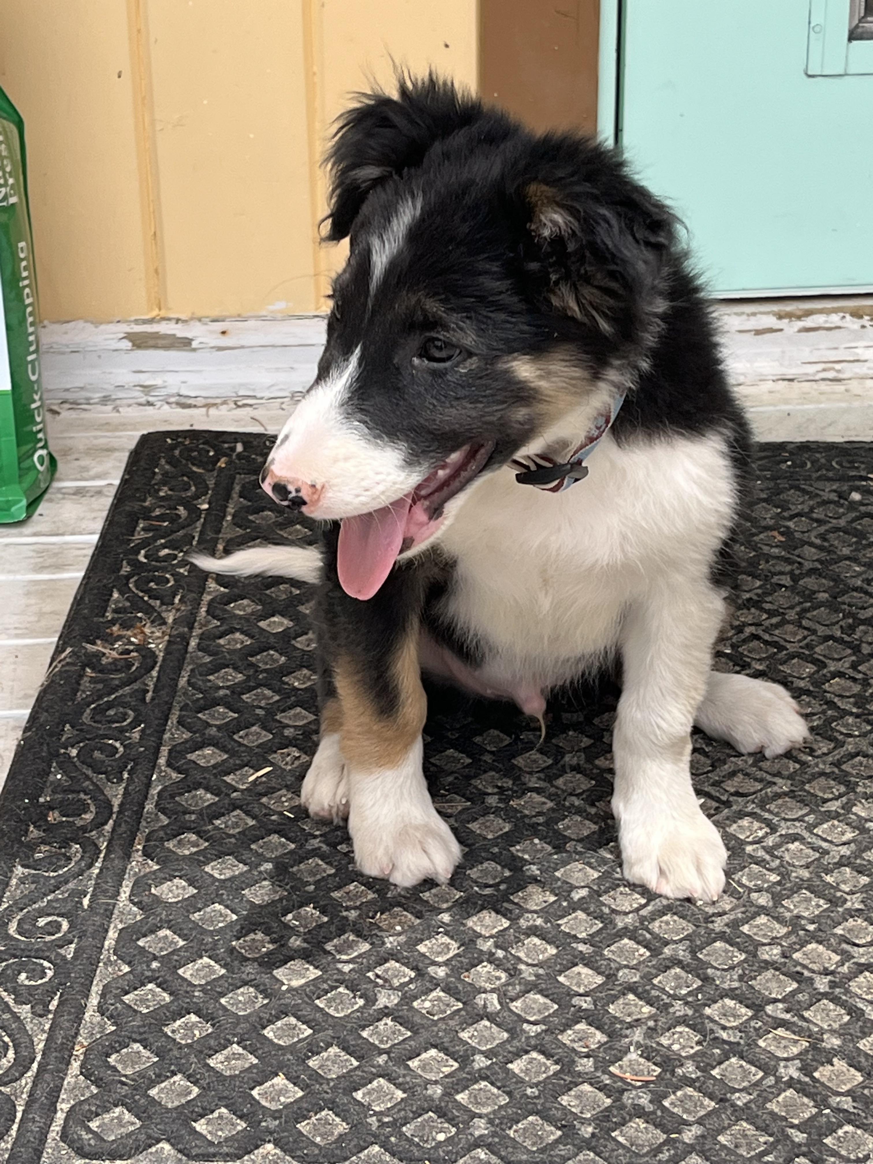 Posse, an adoptable Border Collie in Pinedale, WY, 82941 | Photo Image 3