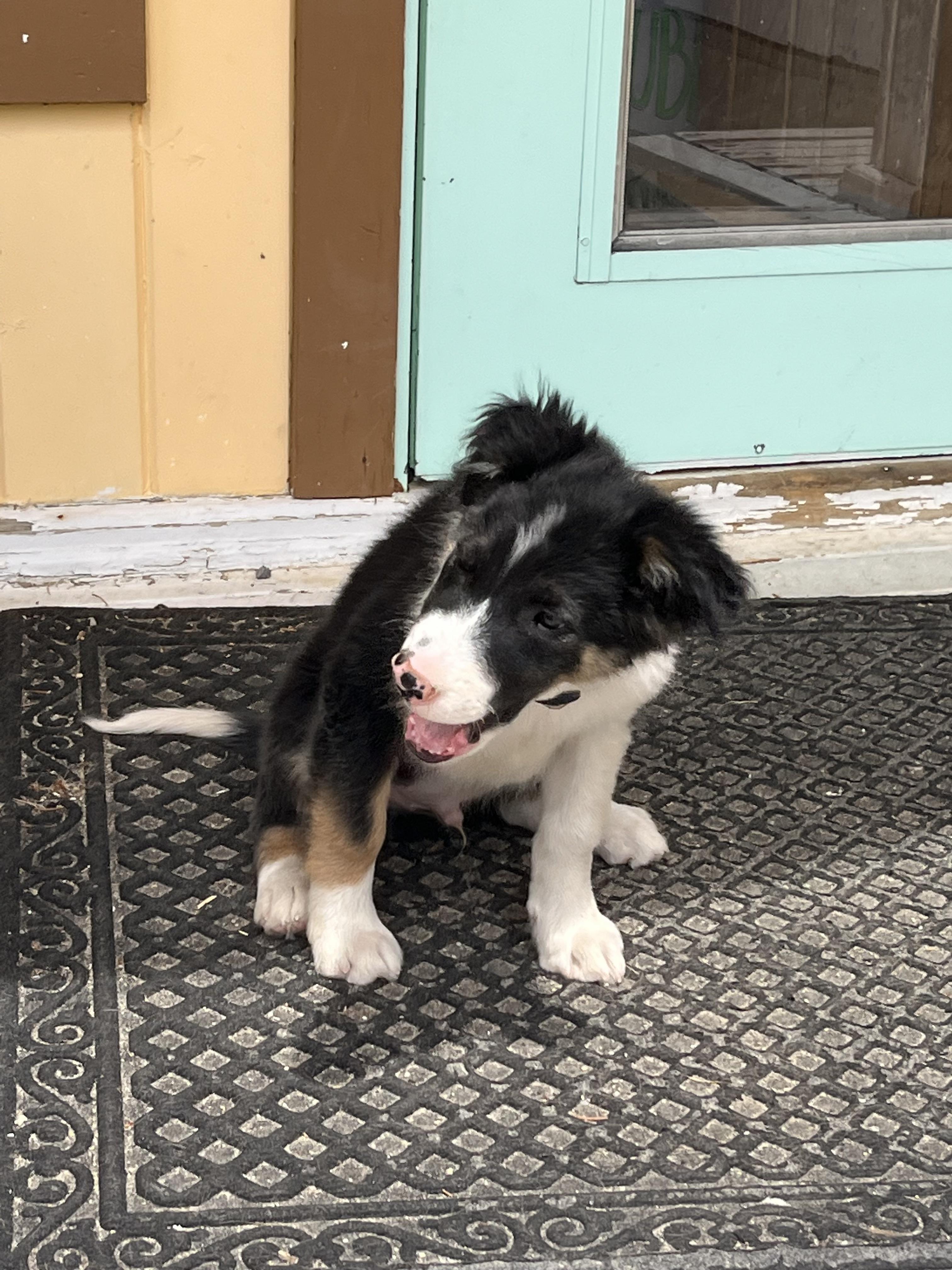 Posse, an adoptable Border Collie in Pinedale, WY, 82941 | Photo Image 2