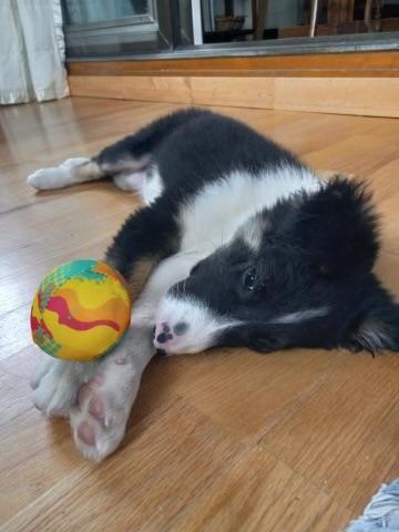 Posse, an adoptable Border Collie in Pinedale, WY, 82941 | Photo Image 5