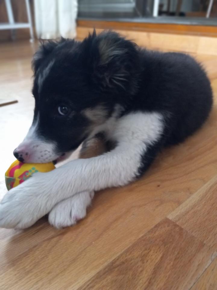 Posse, an adoptable Border Collie in Pinedale, WY, 82941 | Photo Image 6