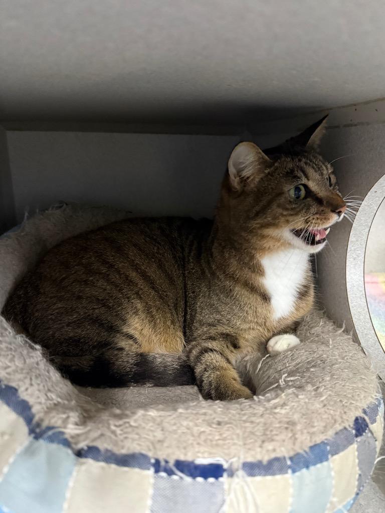 Moe, Adoptable, Adult Male Domestic Short Hair.