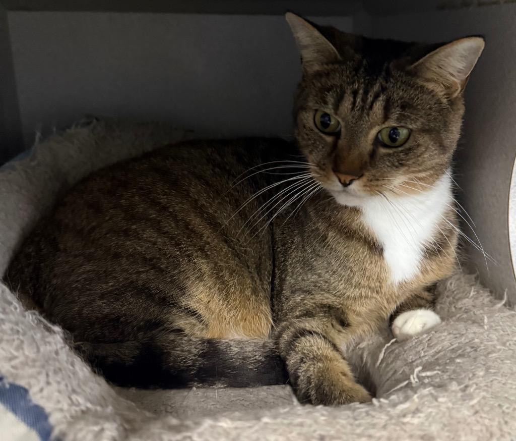 Enlarge Moe, a Adoptable mixed breed in Greencastle, IN image 2/5
