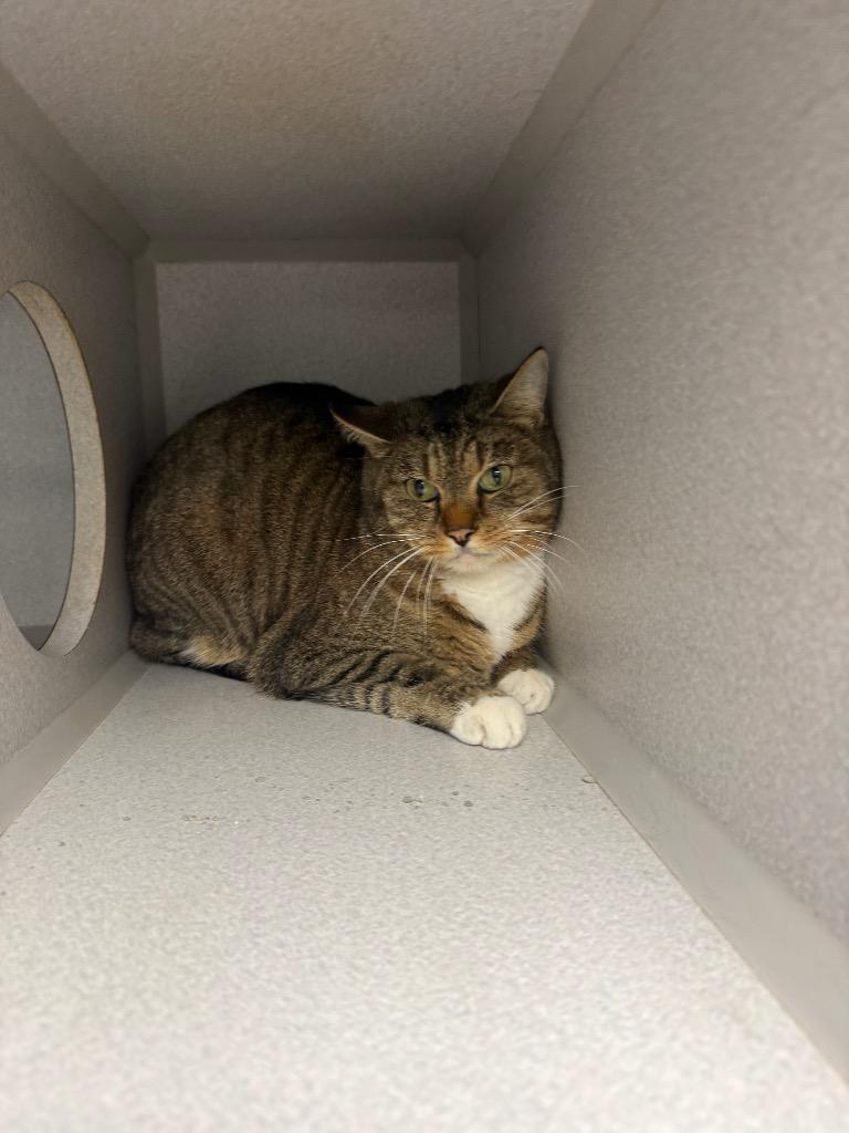 Enlarge Moe, a Adoptable mixed breed in Greencastle, IN image 1/3