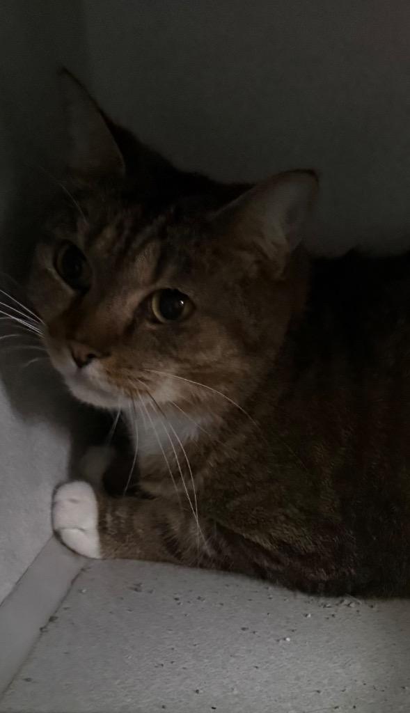 Enlarge Moe, a Adoptable mixed breed in Greencastle, IN image 2/3