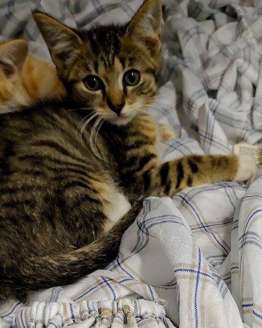 Enlarge Moe, a Adoptable mixed breed in Greencastle, IN image 3/3