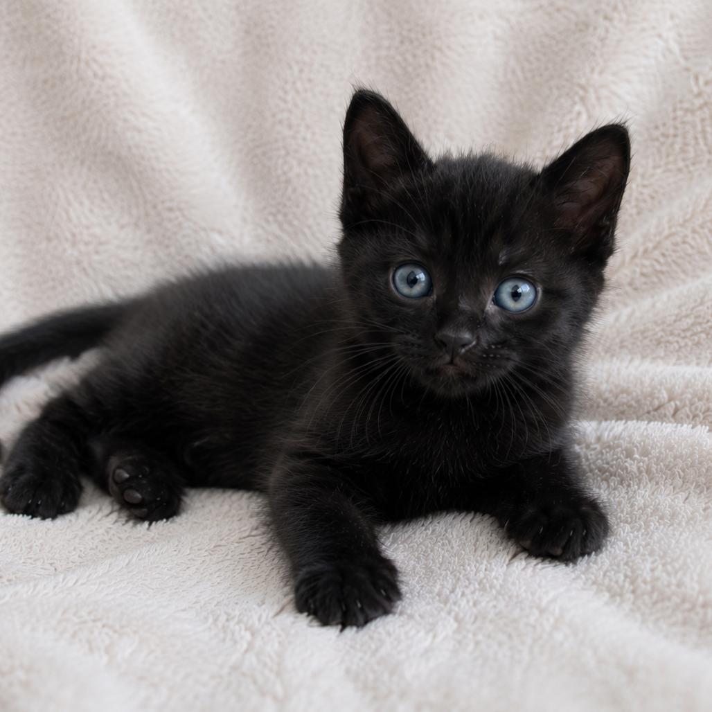 Eva, Adoptable, Kitten Female Domestic Short Hair.