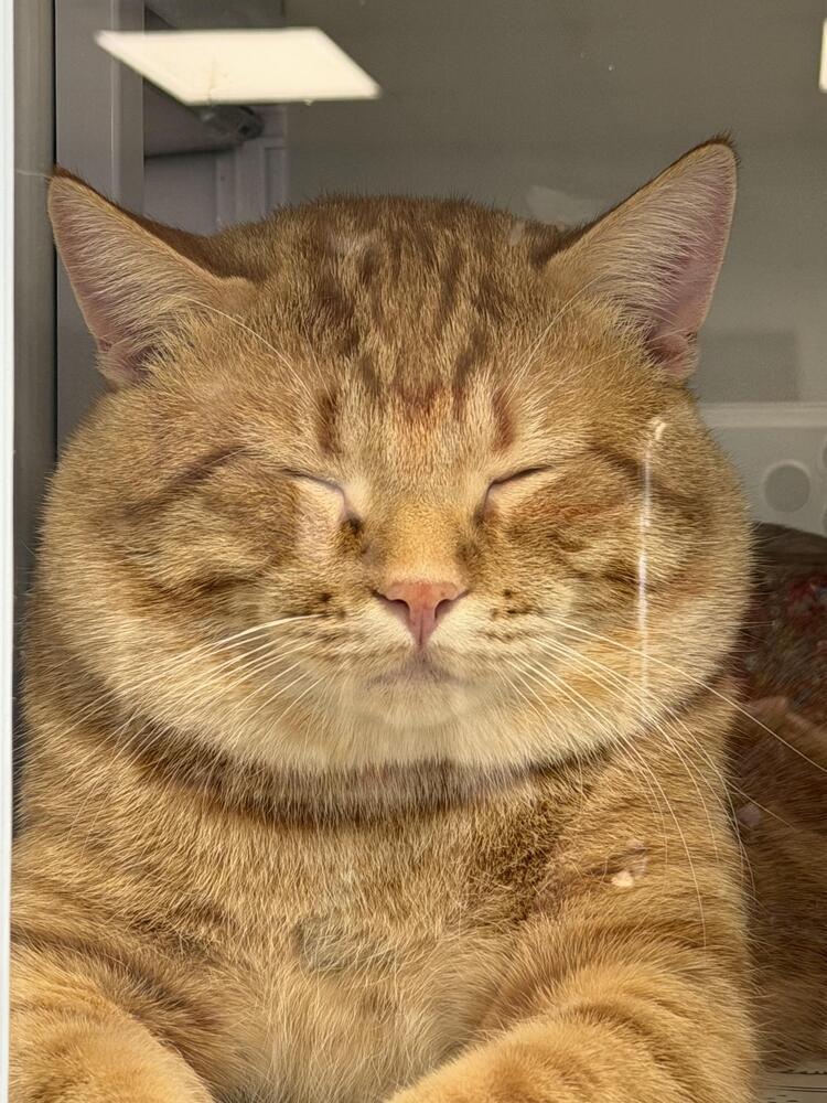 Davie, Adoptable, Adult Male Domestic Short Hair & Tabby.