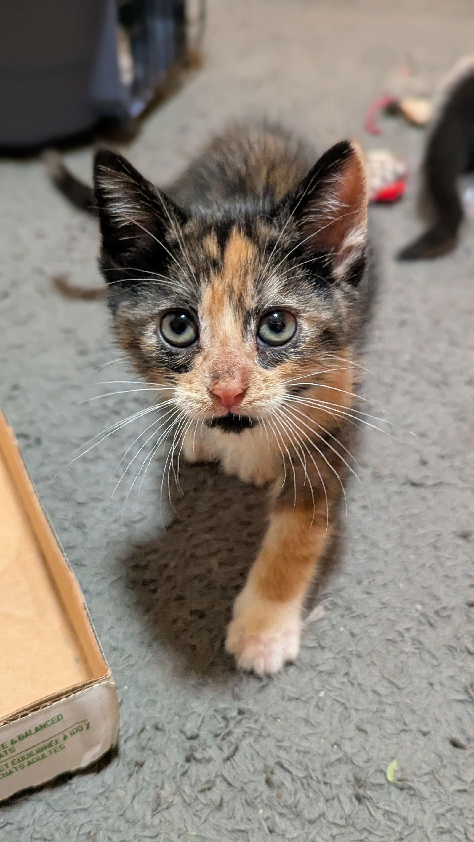 Sequoia (2836), Adoptable, Kitten Female Calico.
