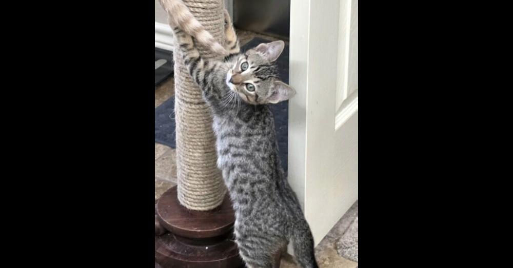 Prancer — thumbnail 2