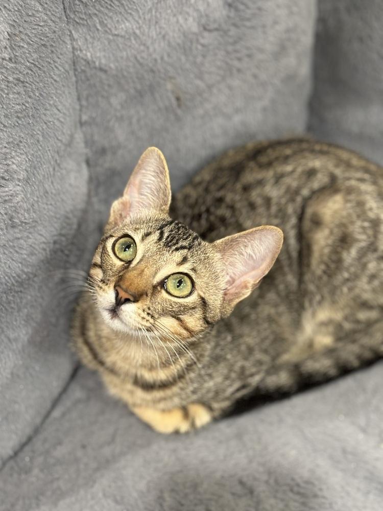 Prancer — thumbnail 3