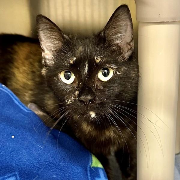 Enlarge Purple Rain, a Adoptable mixed breed in Walnut Creek, CA image 1/1