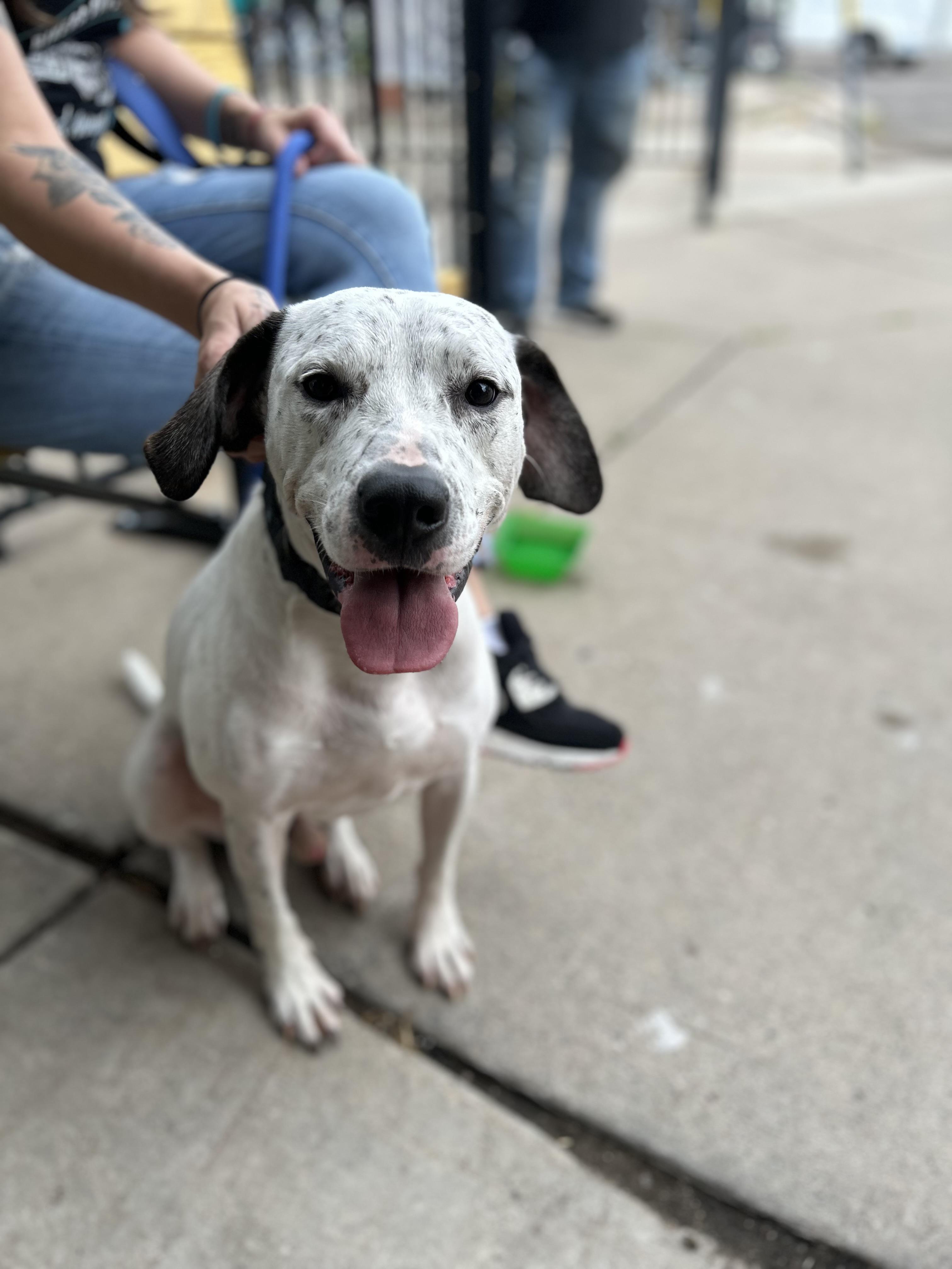 Enlarge Ace, a Adoptable mixed breed in Minneapolis, MN image 1/6