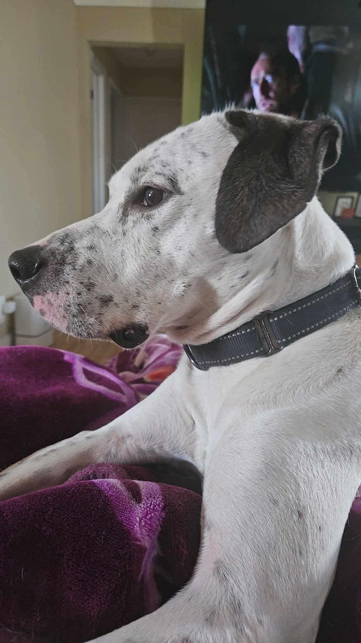 Enlarge Ace, a Adoptable mixed breed in Minneapolis, MN image 2/6