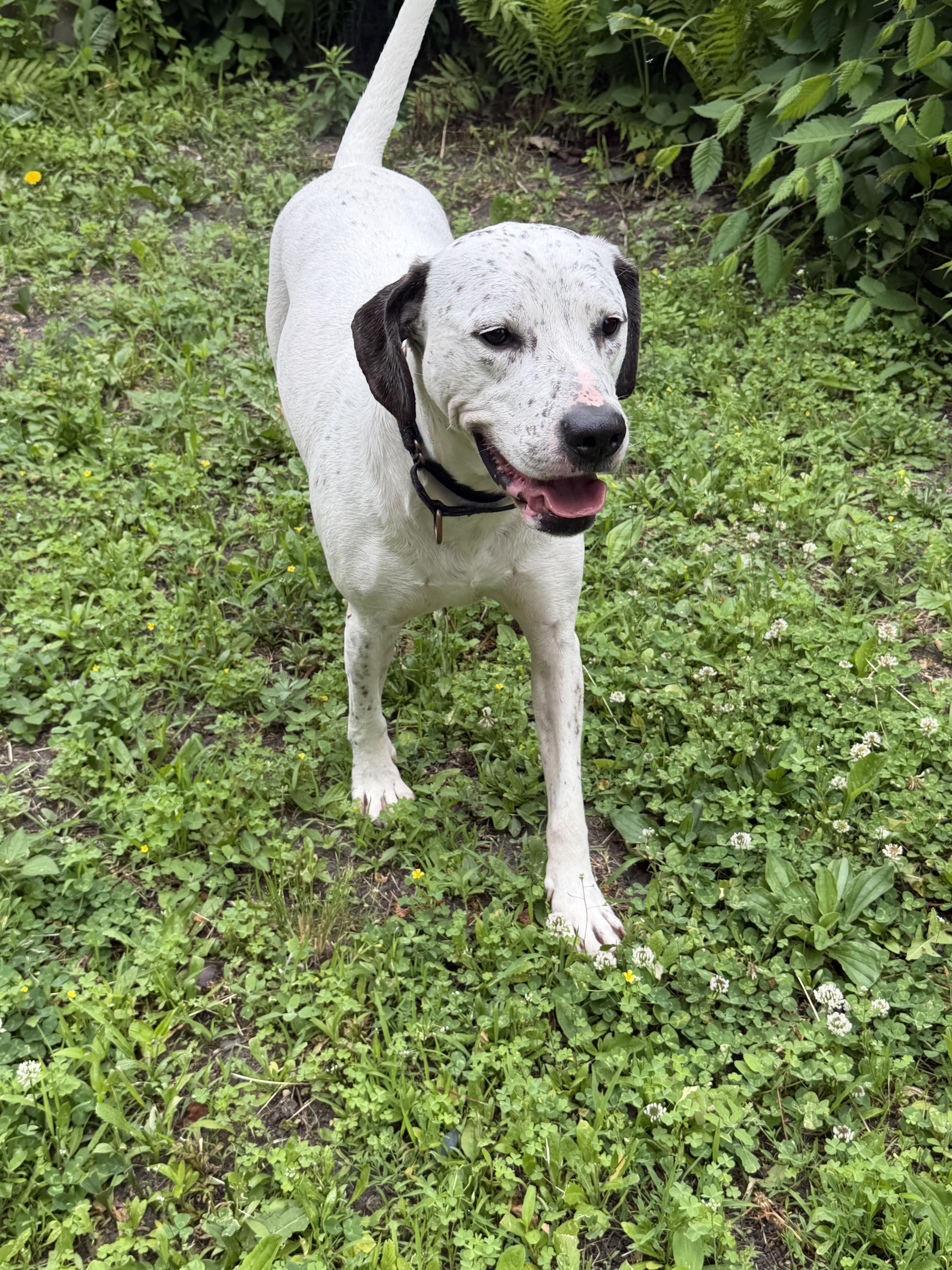Ace, a Adoptable mixed breed in Minneapolis, MN image 4/6