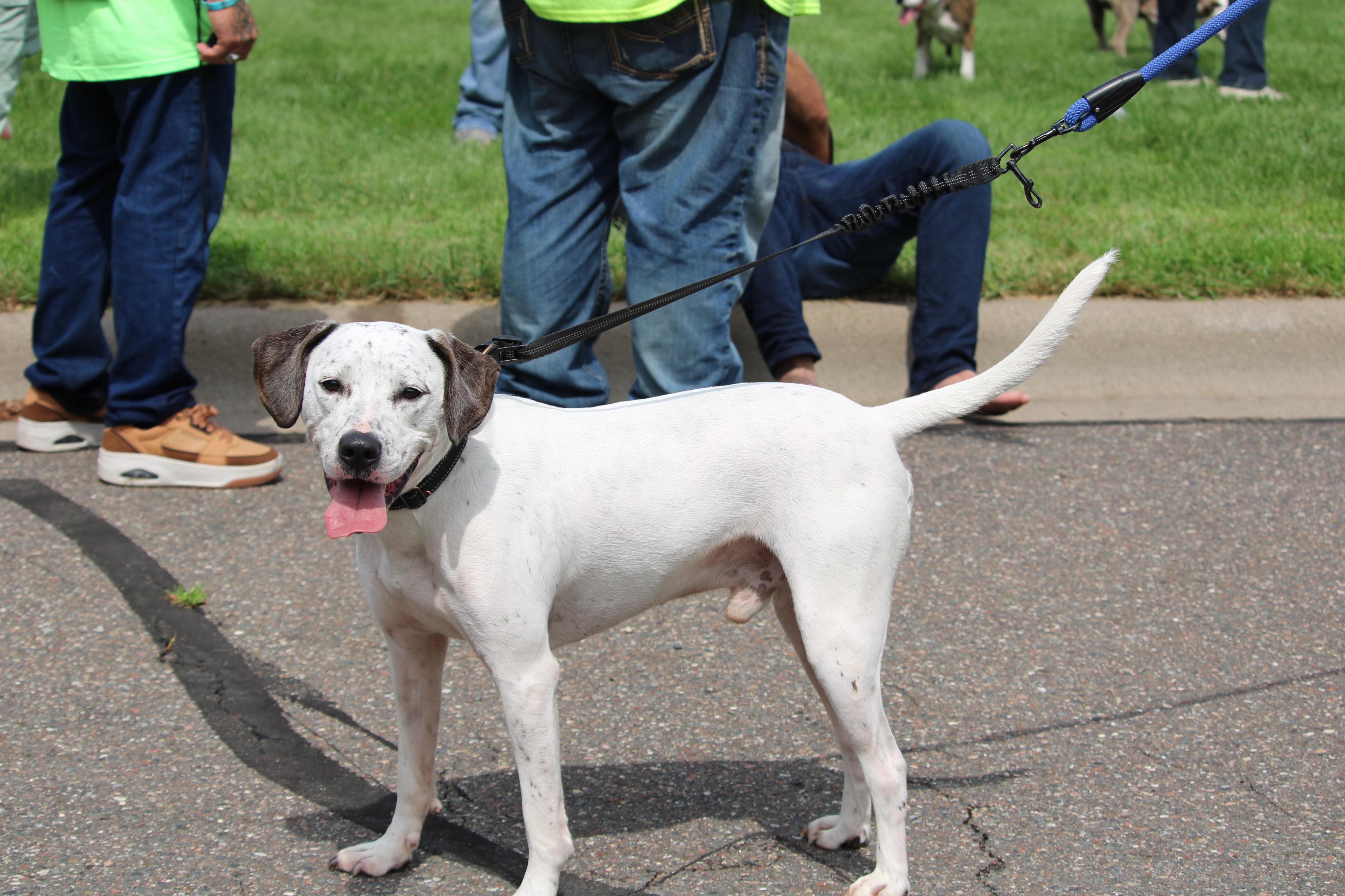 Enlarge Ace, a Adoptable mixed breed in Minneapolis, MN image 5/6
