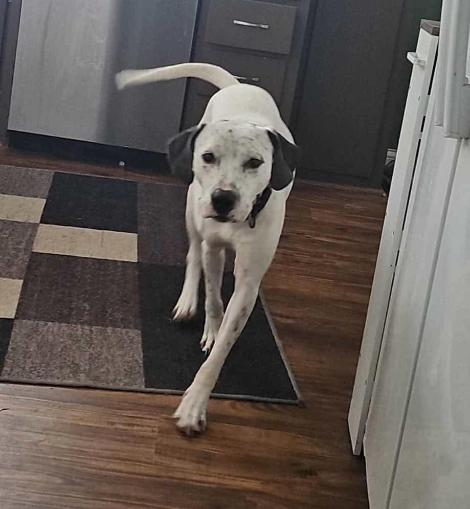 Enlarge Ace, a Adoptable mixed breed in Minneapolis, MN image 6/6