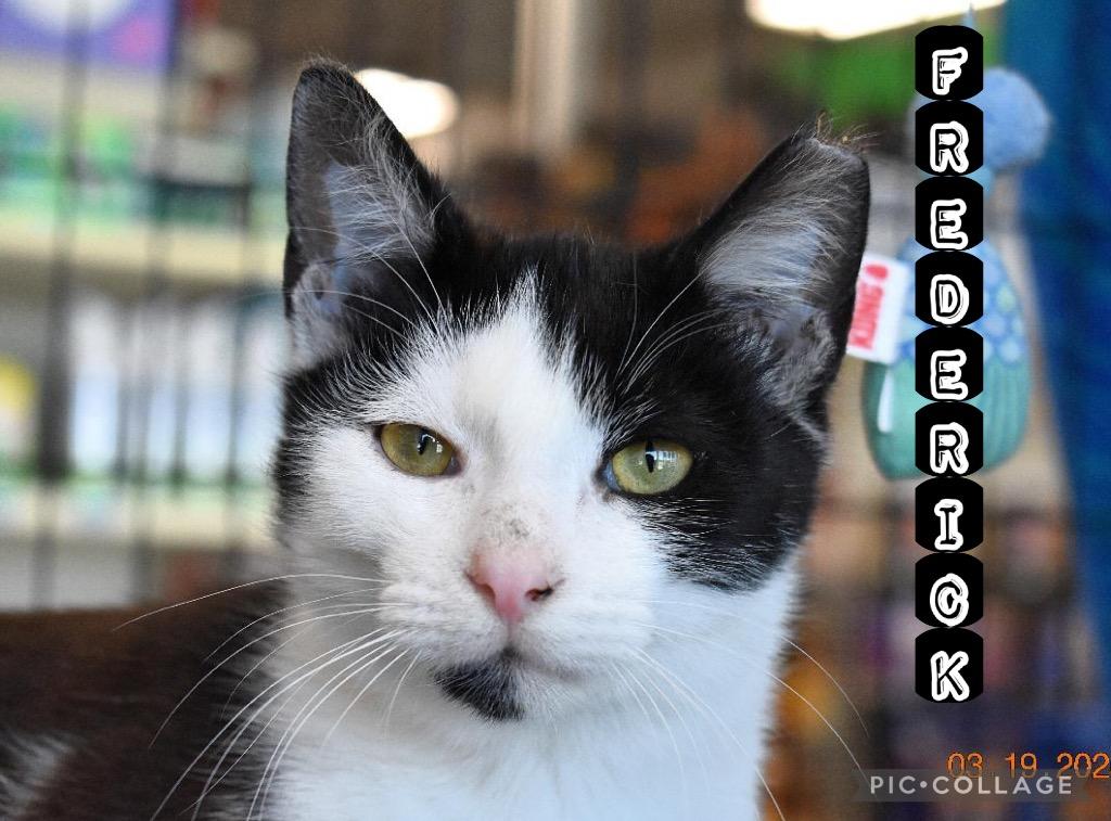 Frederick, Adoptable, Kitten Male Domestic Short Hair.