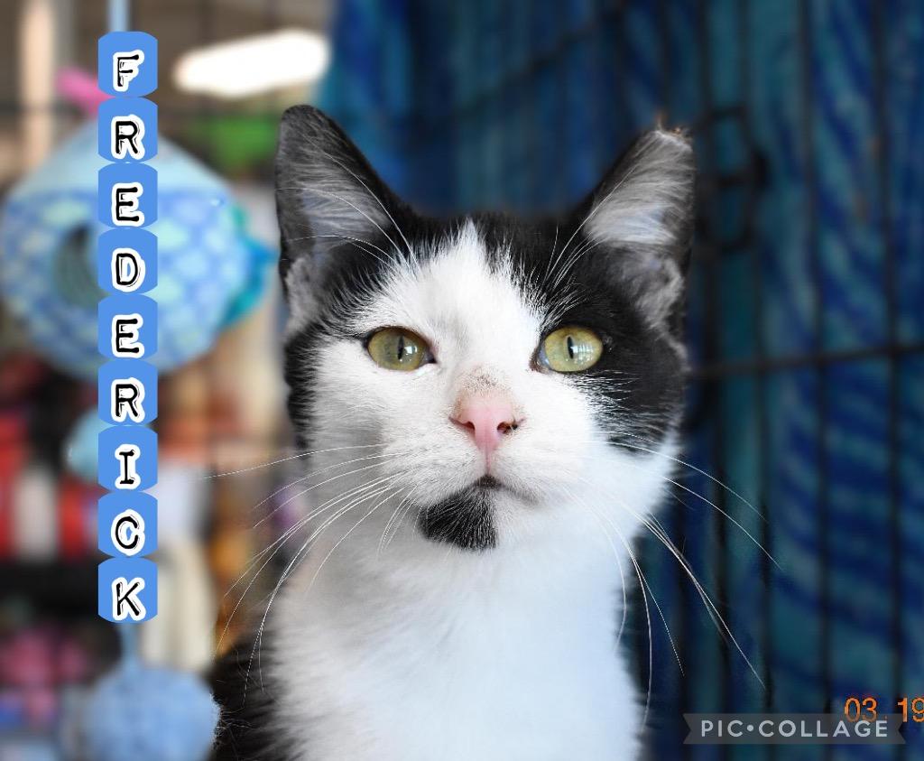 Enlarge Frederick, a Adoptable mixed breed in Fort Oglethorpe, GA image 2/6