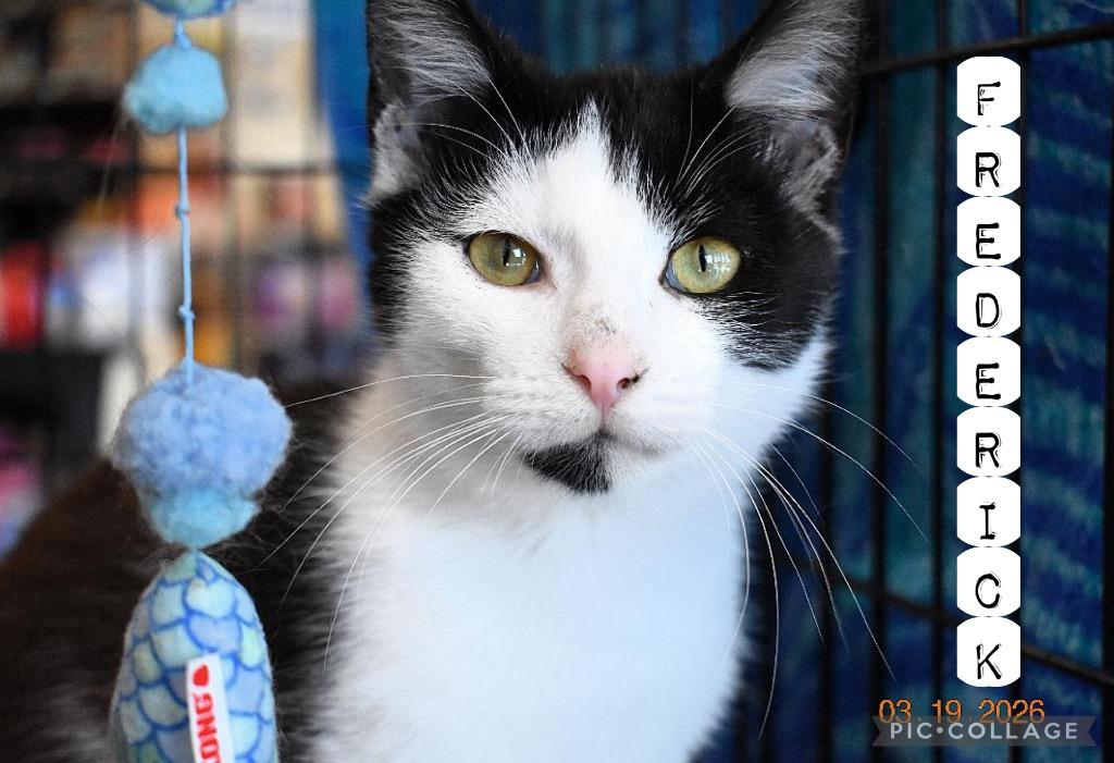 Enlarge Frederick, a Adoptable mixed breed in Fort Oglethorpe, GA image 3/6