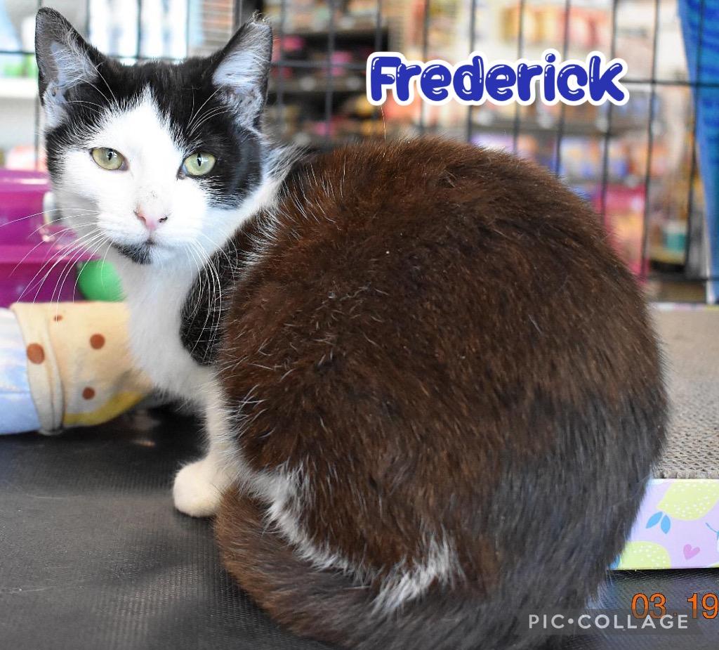 Enlarge Frederick, a Adoptable mixed breed in Fort Oglethorpe, GA image 5/6