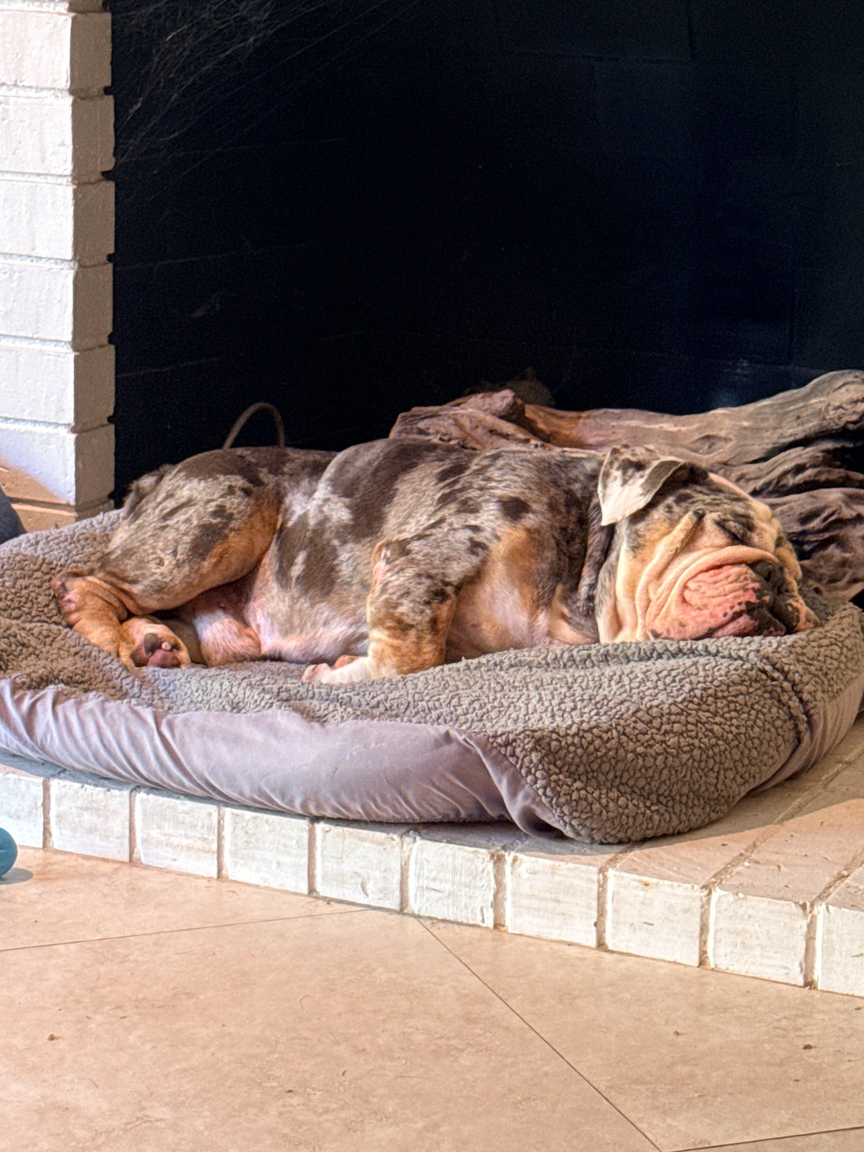 Enlarge Bubba, a Adopted English Bulldog in San Rafael, CA image 2/2