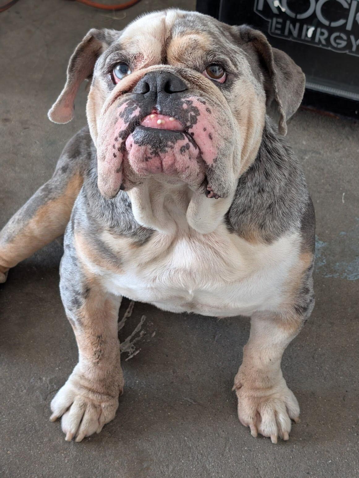Enlarge Bubba, a Adopted English Bulldog in San Rafael, CA image 1/2