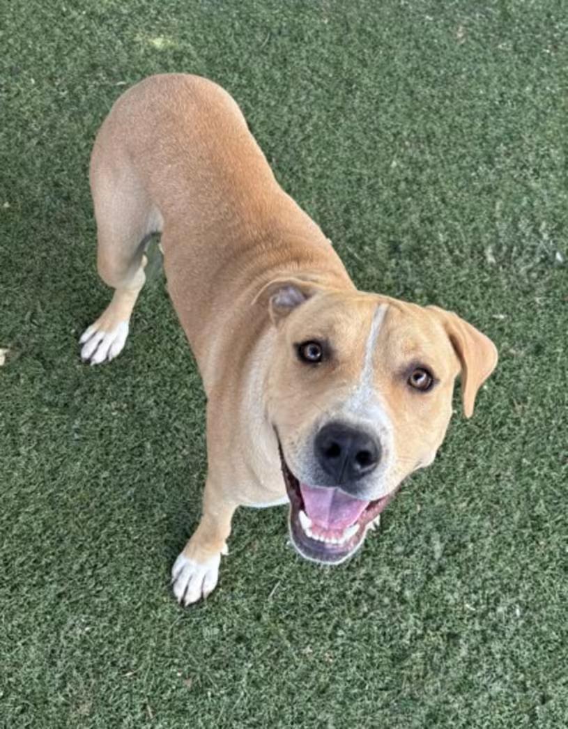 Enlarge Harvey, a ADOPTABLE mixed breed in Red Bluff, CA image 2/4