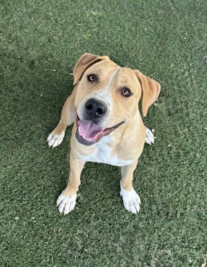 Harvey, ADOPTABLE, Young Male Labrador Retriever & Pit Bull Terrier.