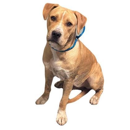 Enlarge Harvey, a ADOPTABLE mixed breed in Red Bluff, CA image 4/4