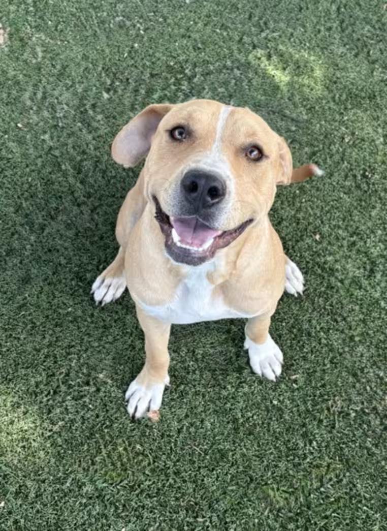 Enlarge Harvey, a ADOPTABLE mixed breed in Red Bluff, CA image 3/4