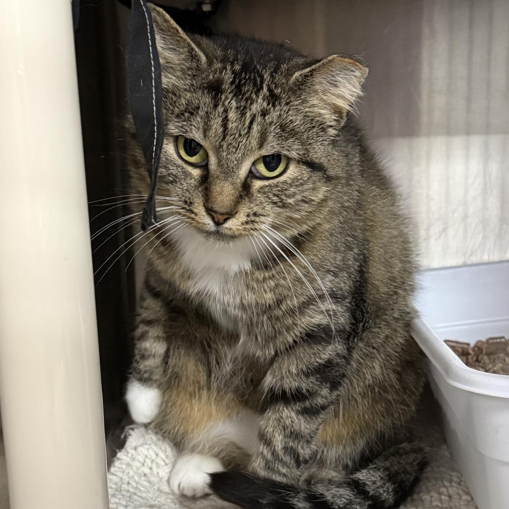 Naomi, a Adoptable Domestic Short Hair in Marion, VA image 1/5